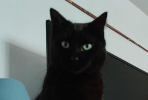 Disappearance alert Cat Male , 3 years Baudemont France