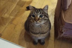 Disappearance alert Cat miscegenation Male , 6 years Loos France
