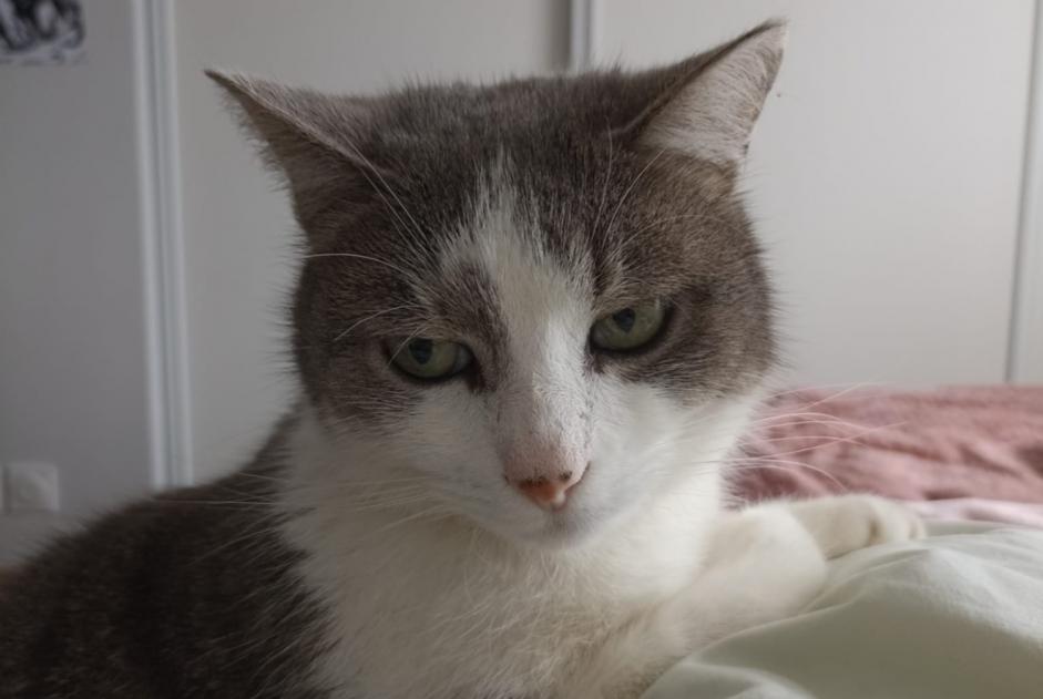Disappearance alert Cat Female , 6 years Hurigny France