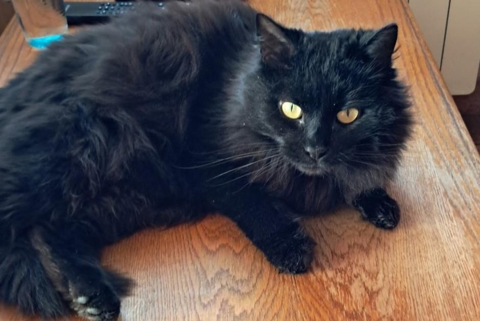 Disappearance alert Cat Female , 6 years Geneuille France