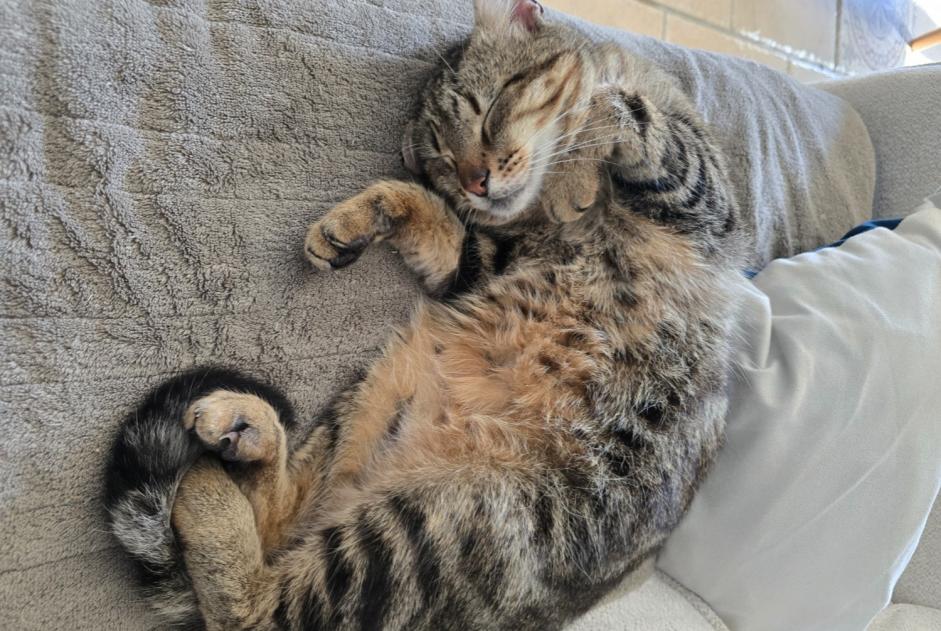 Disappearance alert Cat  Female , 6 years Anglade France