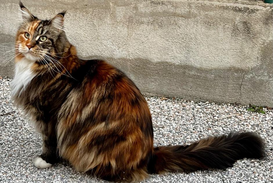 Disappearance alert Cat  Female , 4 years Les Cluses France