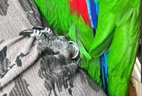 Disappearance alert Bird Male , 2026 years Folgensbourg France