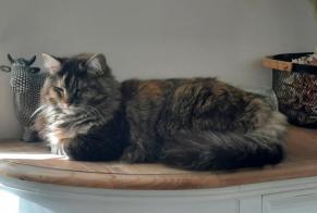 Disappearance alert Cat miscegenation Female , 7 years Saint-Pierre-en-Auge France