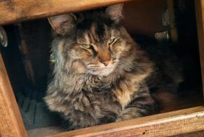 Disappearance alert Cat miscegenation Female , 7 years Saint-Pierre-en-Auge France