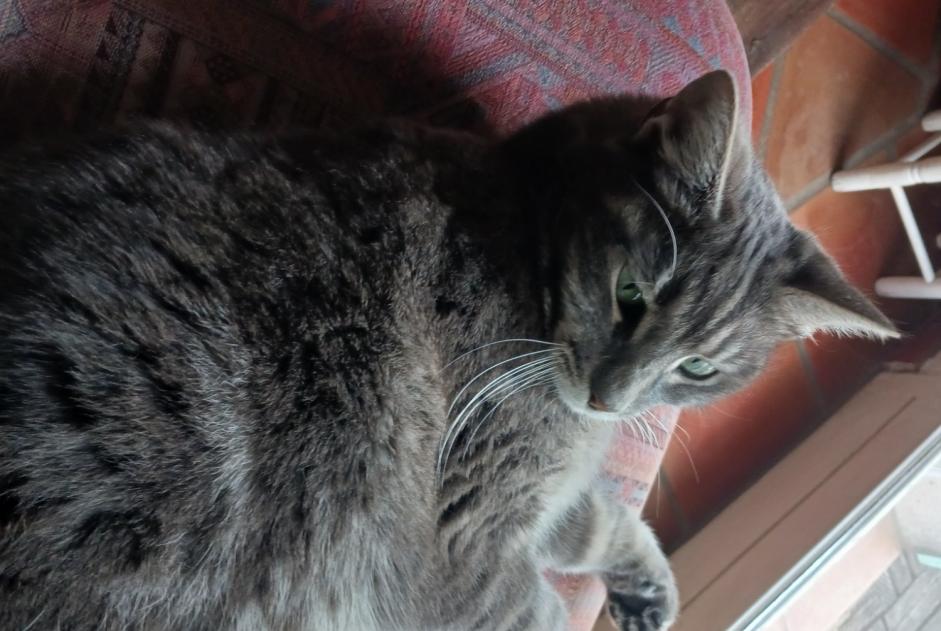 Disappearance alert Cat Male , 2 years Arles France
