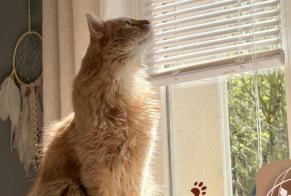 Disappearance alert Cat miscegenation Male , 57 years Lignerolles France