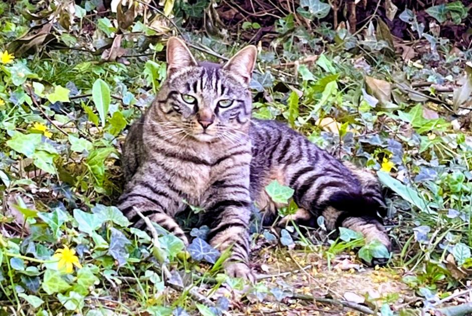 Disappearance alert Cat miscegenation Male , 3 years Nantes France