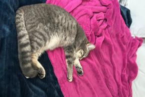 Disappearance alert Cat miscegenation Female , 1 years Vernouillet France