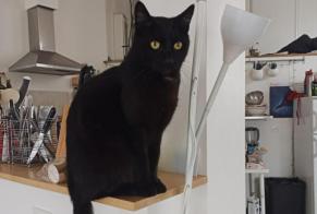 Disappearance alert Cat  Male , 3 years Montpellier France