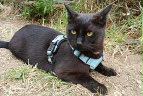 Disappearance alert Cat  Male , 3 years Montpellier France