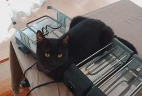 Disappearance alert Cat  Male , 3 years Montpellier France