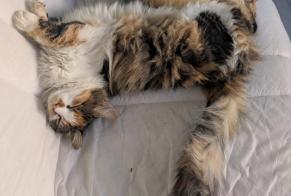 Disappearance alert Cat Female , 1 years Le Mans France