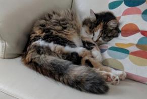 Disappearance alert Cat Female , 1 years Le Mans France