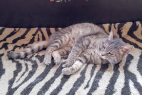 Disappearance alert Cat miscegenation Female , 2 years Saint-Victor-la-Rivière France