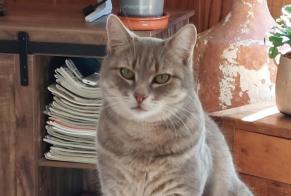 Disappearance alert Cat miscegenation Female , 7 years Ciré-d'Aunis France