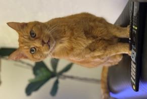 Disappearance alert Cat  Male , 16 years Brebières France