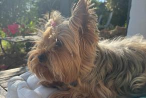 Disappearance alert Dog  Female , 7 years Aulnay-sur-Mauldre France