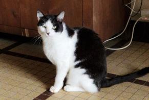 Disappearance alert Cat  Male , 9 years Vandœuvre-lès-Nancy France