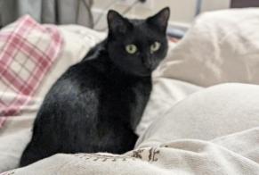 Disappearance alert Cat  Female , 2 years Toulouse France