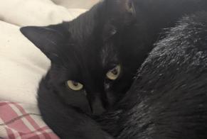 Disappearance alert Cat  Female , 2 years Toulouse France