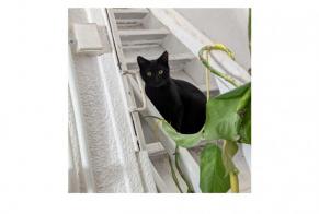 Disappearance alert Cat  Female , 2 years Toulouse France