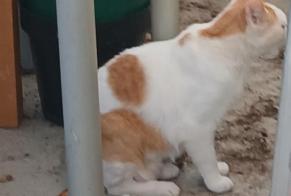 Discovery alert Cat Unknown Questembert France