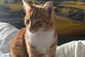 Disappearance alert Cat  Male , 1 years Ballancourt-sur-Essonne France