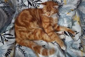 Disappearance alert Cat  Male , 1 years Ballancourt-sur-Essonne France