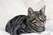 Disappearance alert Cat  Female , 10 years Saint-Gervais-les-Trois-Clochers France