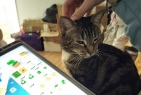 Disappearance alert Cat Female , 5 years Hérouville-Saint-Clair France