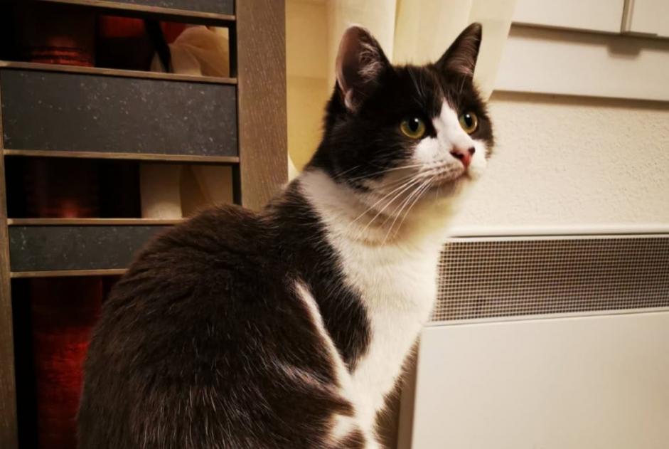 Disappearance alert Cat miscegenation Female , 2 years Saint-Pantaléon-de-Larche France