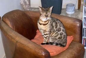 Disappearance alert Cat  Male , 9 years Saint-Gence France