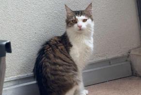 Disappearance alert Cat  Female , 1 years Guebwiller France
