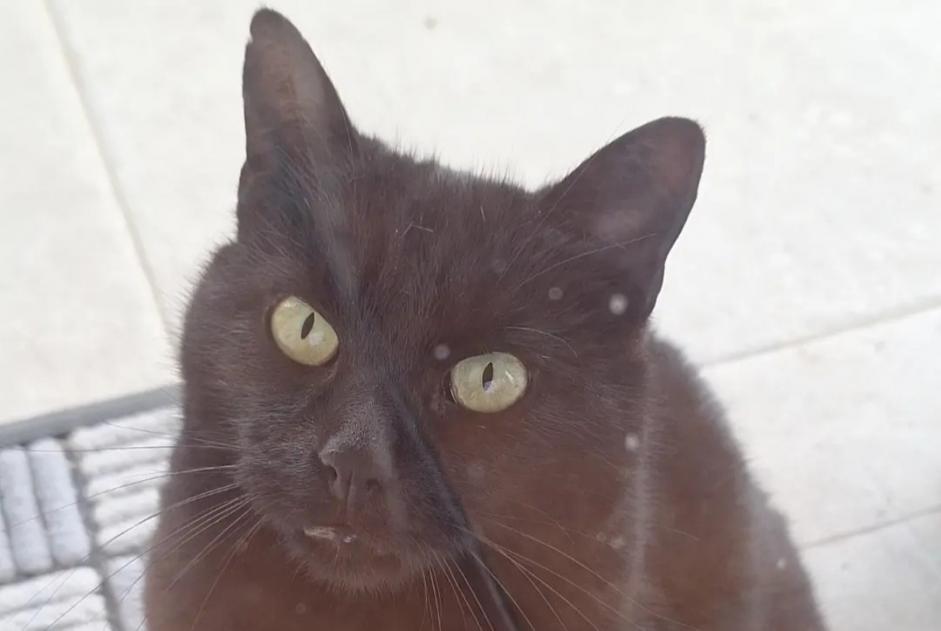 Disappearance alert Cat miscegenation Male , 6 years Saint-Herblain France