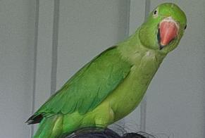 Disappearance alert Bird Female , 2026 years Val-Couesnon France