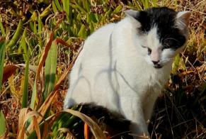 Discovery alert Cat miscegenation Unknown , 4 years Bandol France