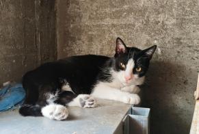 Disappearance alert Cat  Male , 8 years Saint-Étienne-de-Montluc France
