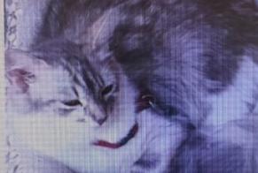 Disappearance alert Cat miscegenation Female , 7 years Biscarrosse France