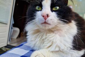 Disappearance alert Cat  Male , 5 years Préveranges France