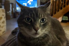 Disappearance alert Cat Male , 9 years Nandy France