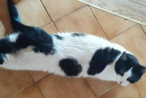 Disappearance alert Cat  Male , 6 years Brizon France