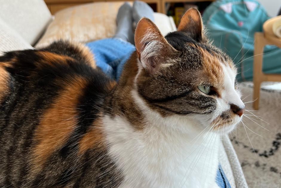 Disappearance alert Cat Female , 11 years Penvénan France