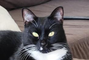 Disappearance alert Cat Male , 9 years Sausset-les-Pins France