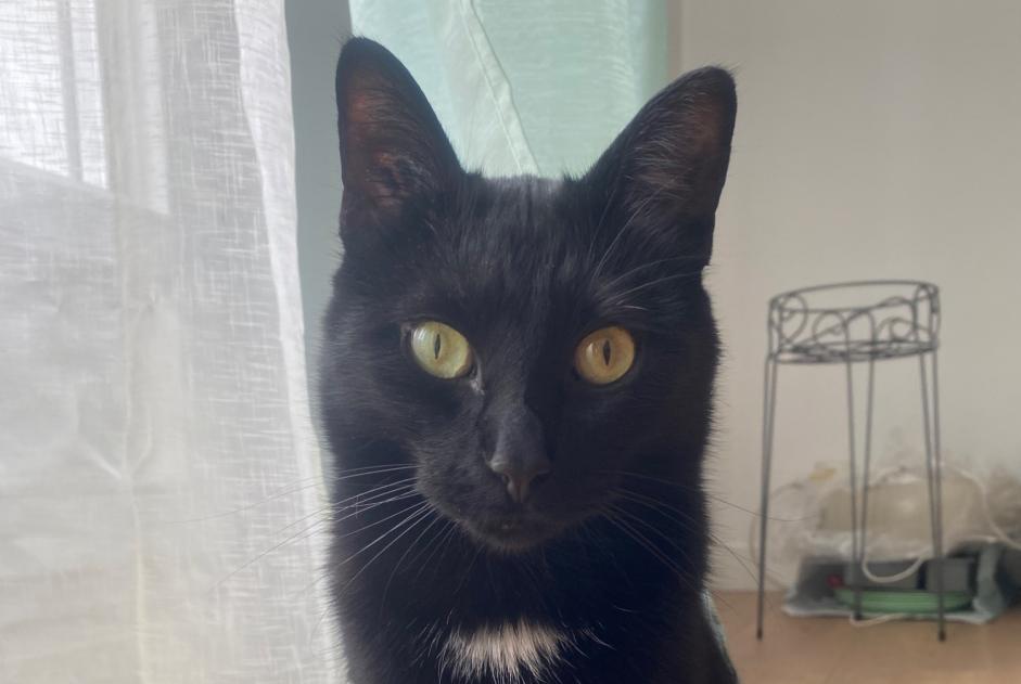 Disappearance alert Cat Male , 2 years Nemours France