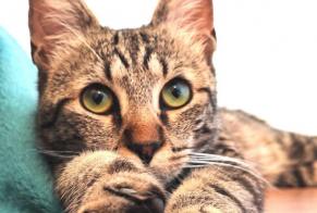 Disappearance alert Cat Male , 1 years Macey France