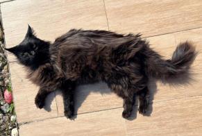 Disappearance alert Cat  Male , 6 years Douvaine France