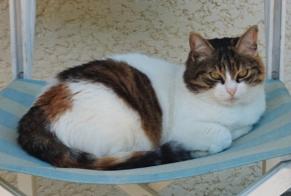 Disappearance alert Cat Female , 8 years Argonay France