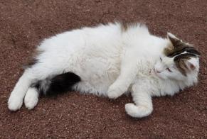 Disappearance alert Cat miscegenation Male , 15 years Montry France