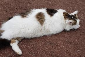 Disappearance alert Cat miscegenation Male , 15 years Montry France